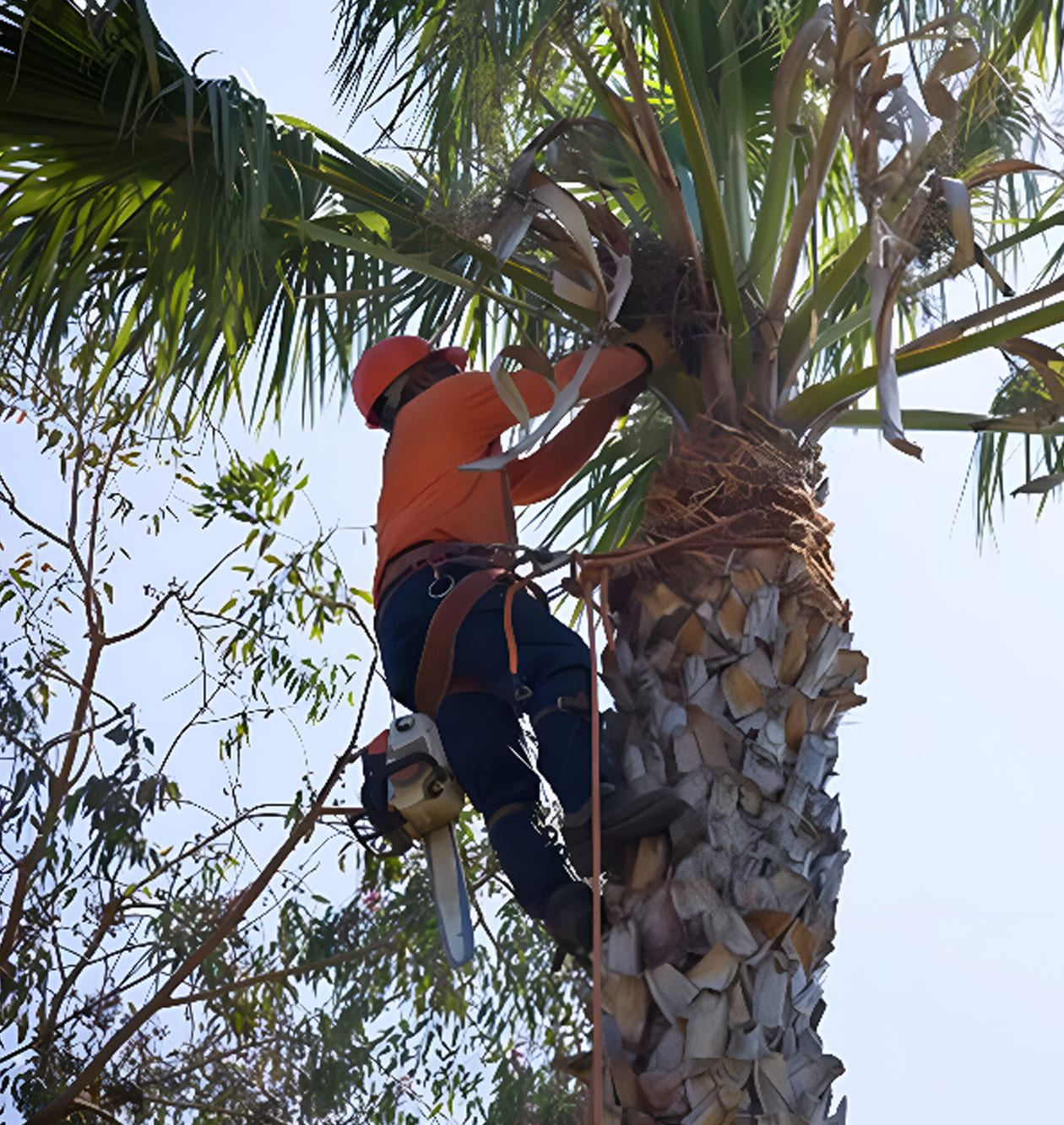 JJBM | Tree Trimming | Landscaping | Landscape